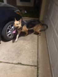 Found/Stray Female Dog last seen Endicott & Bardin, Grand Prairie, TX 75052