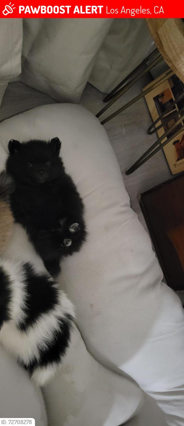 Lost Female Dog last seen W papeete st , Los Angeles, CA 90744