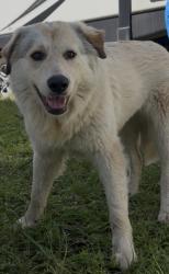 Found/Stray Unknown Dog last seen Yorkshire Dr and Nassau Dr, Austin, TX 78723