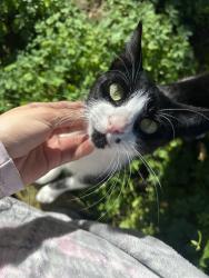 Lost Female Cat last seen Near Foothill Dr CA Vista , Vista, CA 92084