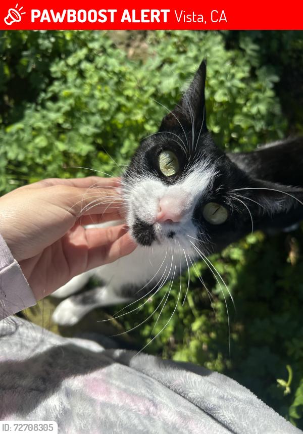 Lost Female Cat last seen Near Foothill Dr CA Vista , Vista, CA 92084