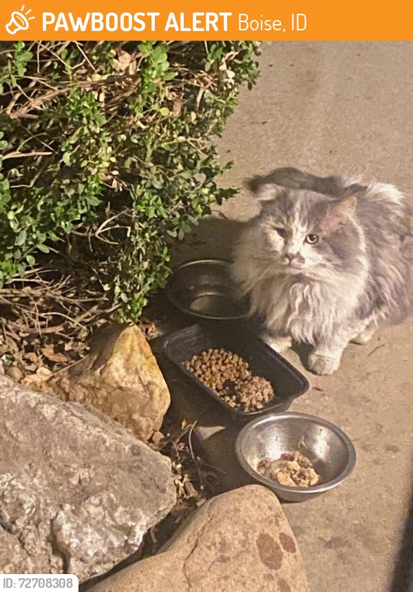 Found/Stray Unknown Cat last seen Cole and Northview , Boise, ID 83704