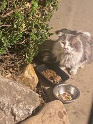 Found/Stray Unknown Cat last seen Cole and Northview , Boise, ID 83704