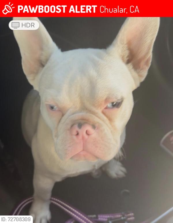 Lost Male Dog last seen Scott St & Grant St Chualar, CA 93925 Estados Unidos, Chualar, CA 93925
