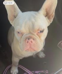 Lost Male Dog last seen Scott St & Grant St Chualar, CA 93925 Estados Unidos, Chualar, CA 93925