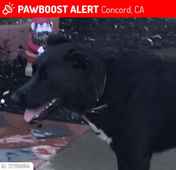 Lost Female Dog last seen Rosal Lane, Janet Lane, Concord, CA, Concord, CA 94521
