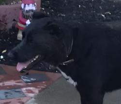 Lost Female Dog last seen Rosal Lane, Janet Lane, Concord, CA, Concord, CA 94521