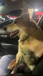 Found/Stray Female Dog last seen Hendola and Hannett Ave, Albuquerque, NM 87110