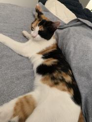 Lost Female Cat last seen Near san sisto grn MERNDA, Mernda, VIC 3754