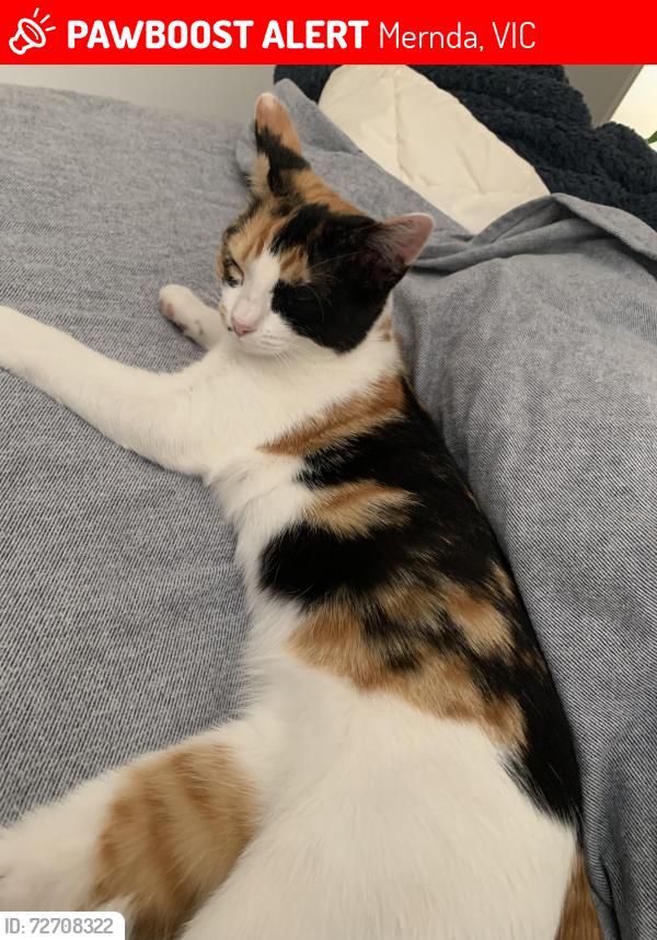 Lost Female Cat last seen Near san sisto grn MERNDA, Mernda, VIC 3754
