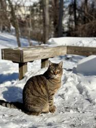Lost Male Cat last seen Academy Avenue, Timber Grove Road, High Falcon, Owings Mills, MD 21117