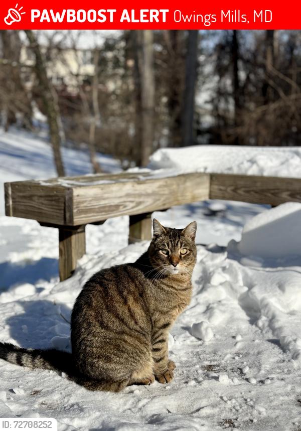 Lost Male Cat last seen Academy Avenue, Timber Grove Road, High Falcon, Owings Mills, MD 21117