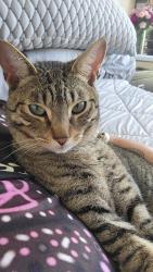 Lost Male Cat last seen River rd, Salinas, CA 93908