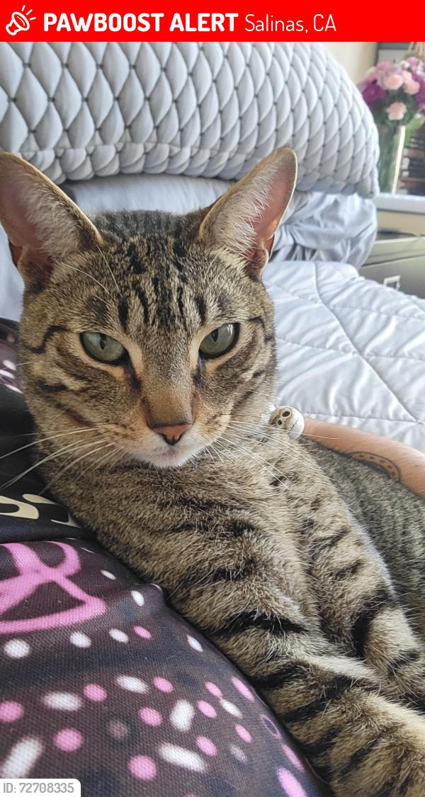 Lost Male Cat last seen River rd, Salinas, CA 93908