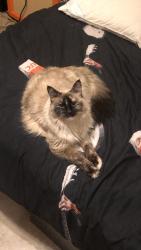 Lost Female Cat last seen El Camino Dr, Gonzalez, FL 32533