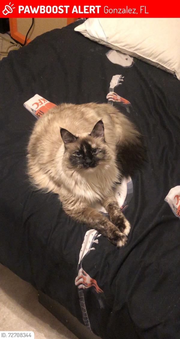 Lost Female Cat last seen El Camino Dr, Gonzalez, FL 32533