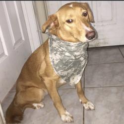 Lost Female Dog last seen New world Dr, Katy, TX 77449