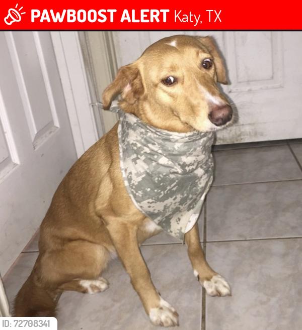 Lost Female Dog last seen New world Dr, Katy, TX 77449