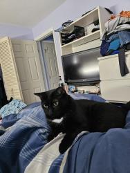 Lost Female Cat last seen Street on 1391 oakbrook drive, Largo, FL 33770