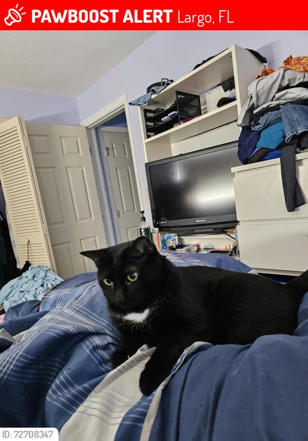 Lost Female Cat last seen Street on 1391 oakbrook drive, Largo, FL 33770