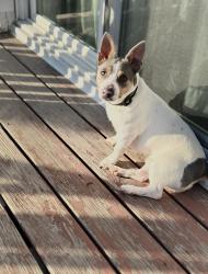 Lost Male Dog last seen Cressett Dr & Diversey Ave , Elmwood Park, IL 60707