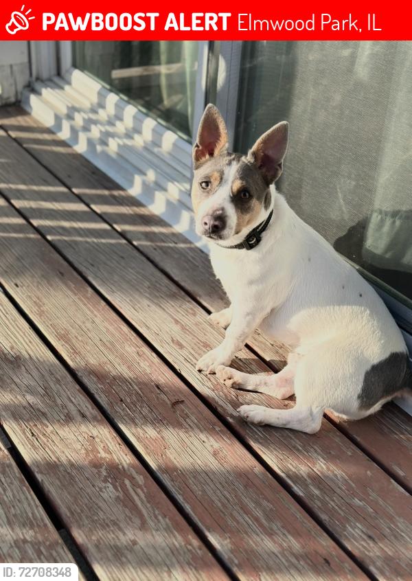 Lost Male Dog last seen Cressett Dr & Diversey Ave , Elmwood Park, IL 60707