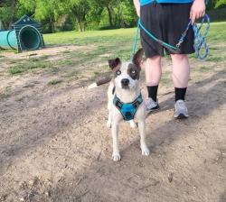 Lost Female Dog last seen S 79th E Ave, Tulsa, OK 74145