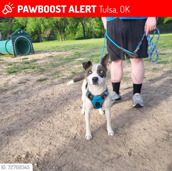 Lost Female Dog last seen S 79th E Ave, Tulsa, OK 74145