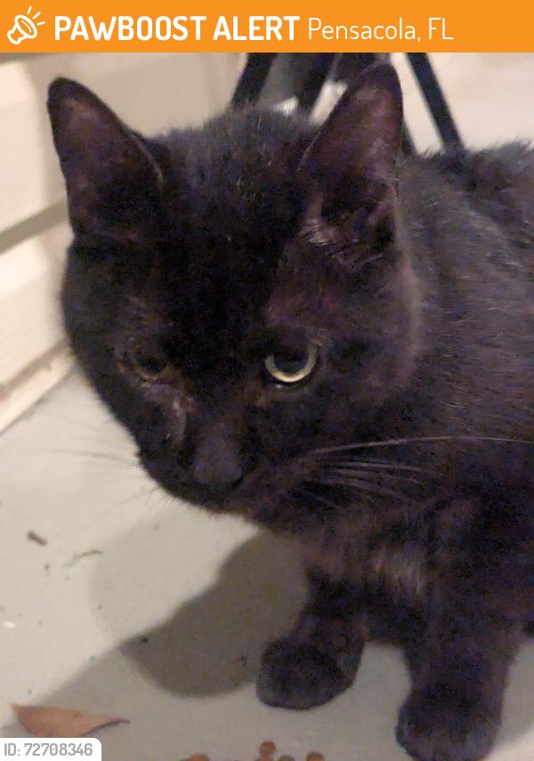 Found/Stray Unknown Cat last seen Majestic Oaks apmts, bldg 1&2 in the back of the complex , Pensacola, FL 32514