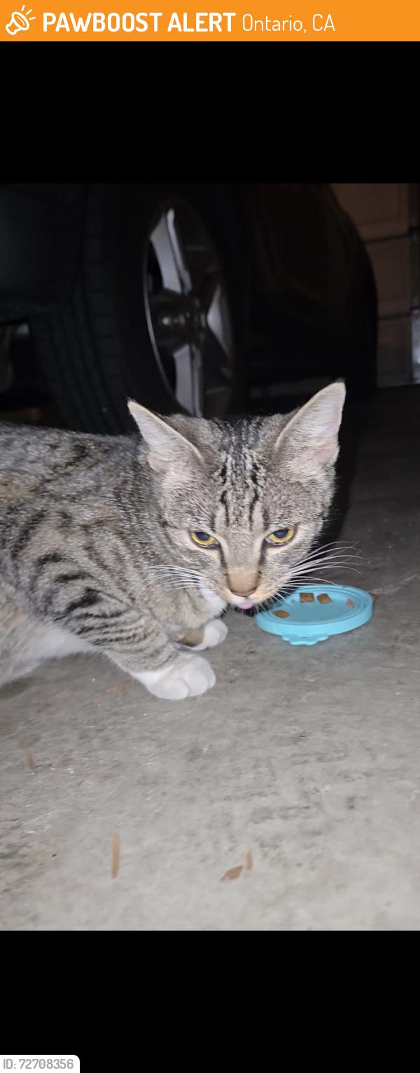 Found/Stray Unknown Cat last seen 4th street/ 950 n Duesenberg dr / Camden Landmark , Ontario, CA 91764