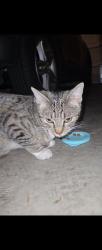 Found/Stray Unknown Cat last seen 4th street/ 950 n Duesenberg dr / Camden Landmark , Ontario, CA 91764