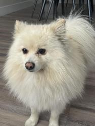 Lost Male Dog last seen Near roan ave., Las Vegas, NV 89119