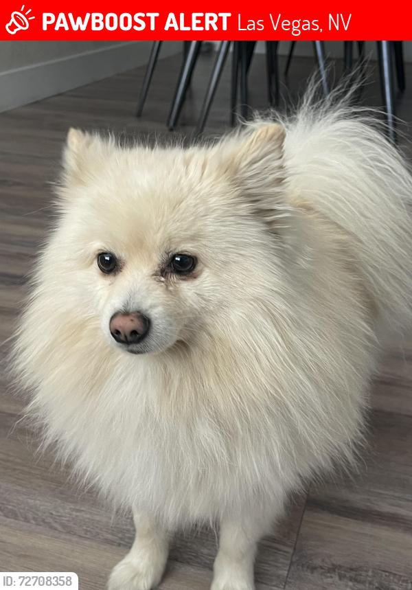 Lost Male Dog last seen Near roan ave., Las Vegas, NV 89119