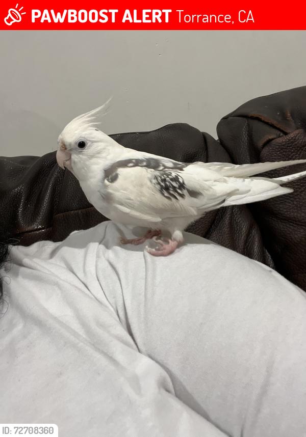 Lost Male Bird last seen Doorman st & 185th , Torrance, CA 90504