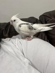Lost Male Bird last seen Doorman st & 185th , Torrance, CA 90504