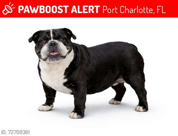 Lost Female Dog last seen Dorchester and Peachland Blvd Dorchester and Quesada Blvd , Port Charlotte, FL 33952