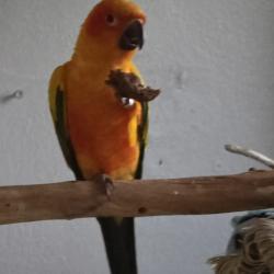 Lost Female Bird last seen Near s.pine st. Tacoma ,wa., Tacoma, WA 98405