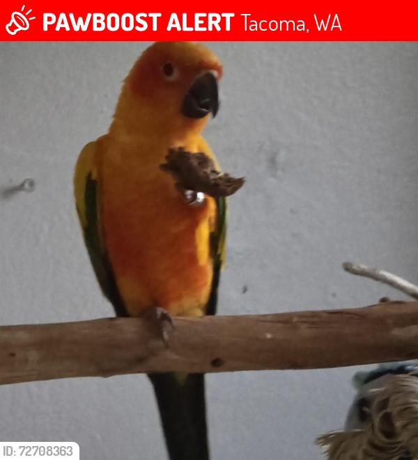 Lost Female Bird last seen Near s.pine st. Tacoma ,wa., Tacoma, WA 98405