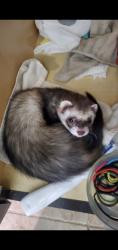 Lost Male Ferret last seen Near stone ct, Pinehurst, NC 28374