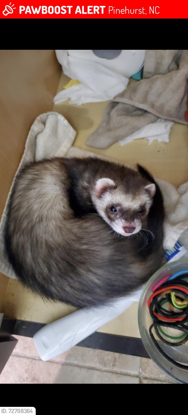 Lost Male Ferret last seen Near stone ct, Pinehurst, NC 28374