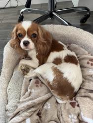 Found/Stray Unknown Dog last seen Cerritos Petco , Cerritos, CA 90703