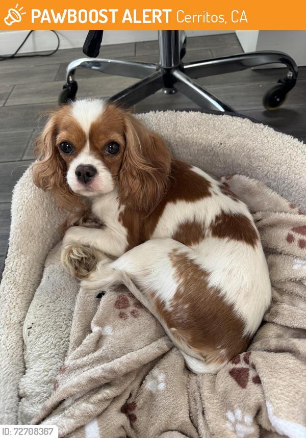 Found/Stray Unknown Dog last seen Cerritos Petco , Cerritos, CA 90703