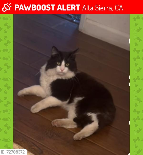Lost Male Cat last seen Oak hill st , Alta Sierra, CA 95949