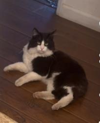Lost Male Cat last seen Oak hill st , Alta Sierra, CA 95949