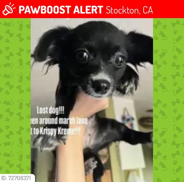 Lost Female Dog last seen Seen at the Krispy Kreme Donuts, March Lane, Stockton, CA 95219
