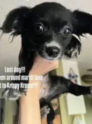 Lost Female Dog last seen Seen at the Krispy Kreme Donuts, March Lane, Stockton, CA 95219