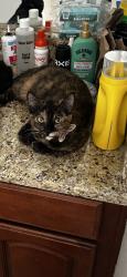 Lost Female Cat last seen Rock Court, San Marcos, CA 92078