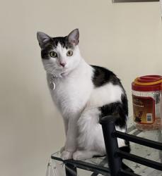 Lost Female Cat last seen Chittenup Bend, Sydenham, Sydenham, VIC 3037
