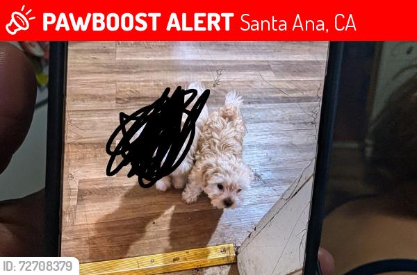 Lost Male Dog last seen Santa Ana bulevar,Main,LACY,4,w1st st, Santa Ana, CA 92701