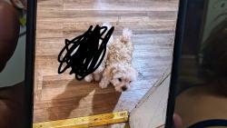 Lost Male Dog last seen Santa Ana bulevar,Main,LACY,4,w1st st, Santa Ana, CA 92701
